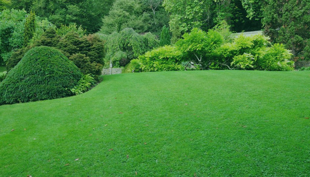 green lawn in the backyard
