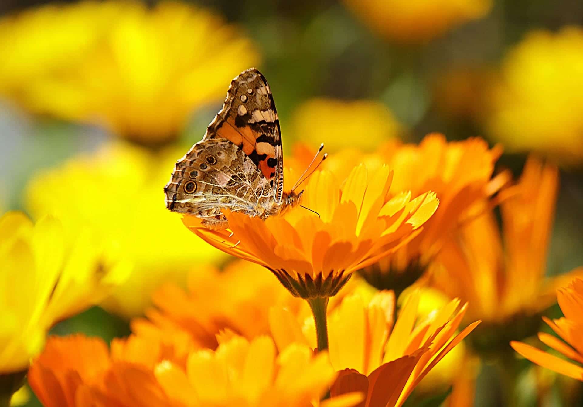 butterfly on the flower